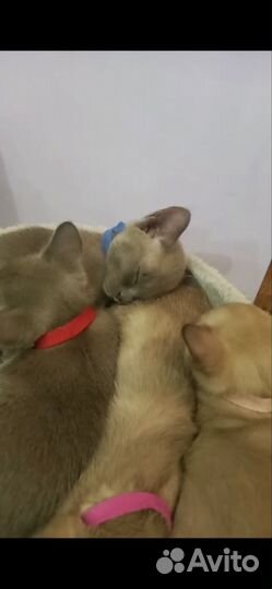 Бурманские котята
