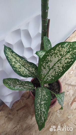 Диффенбахия