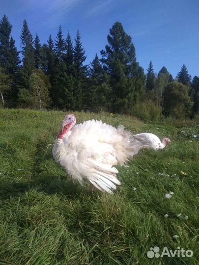 Домашнее мясо индейки