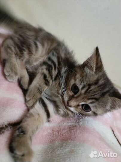 Шотландцы в добрые руки