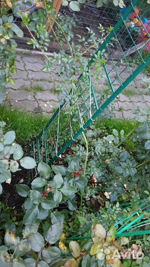 Роза плетистая Эксцельза