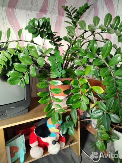 Долоровое дерево