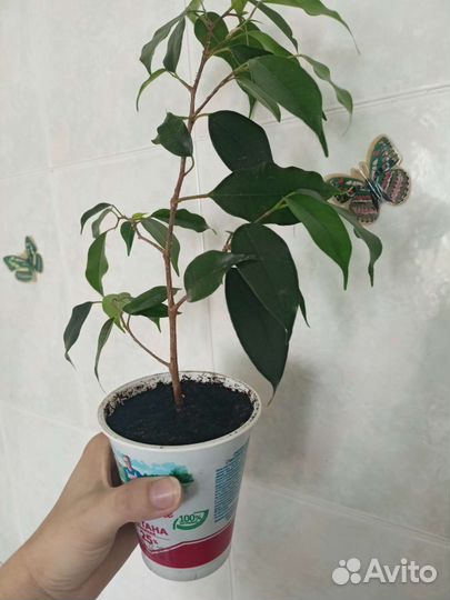 Фикус бенджамина Комнатные растения цветы