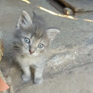 Цейлонский котёнок