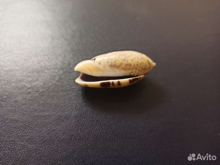 Морская раковина