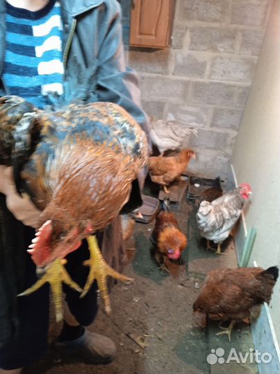 Молодые петухи