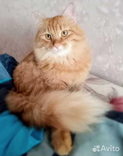 Отдам кота в добрые руки