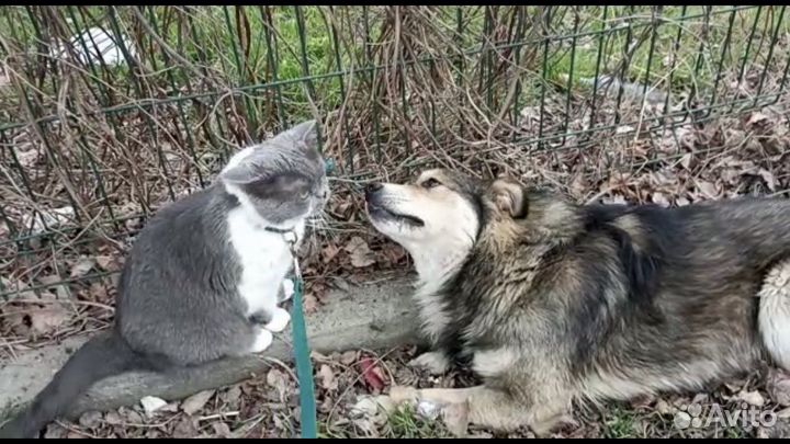 Молодой пес Боська