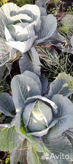 Капуста оптом