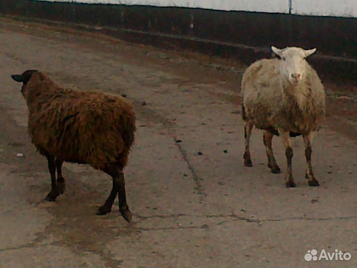 Овцы