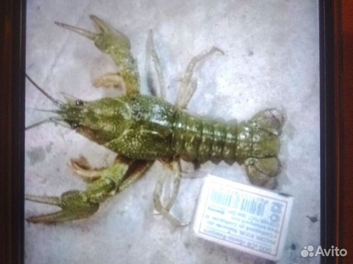 Раки речные