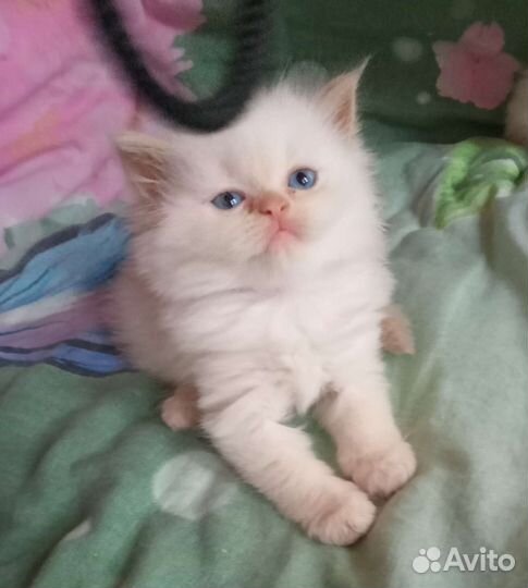 Персидские котята