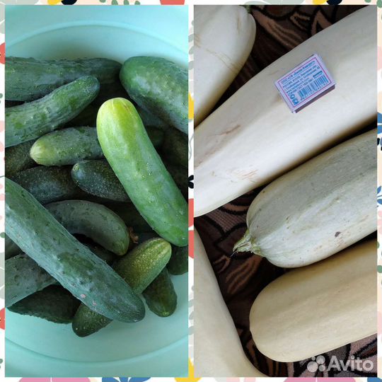 Огурцы и кабачки
