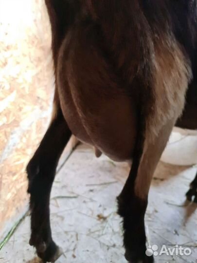 Альпийские козы-козлята от удойных родителей