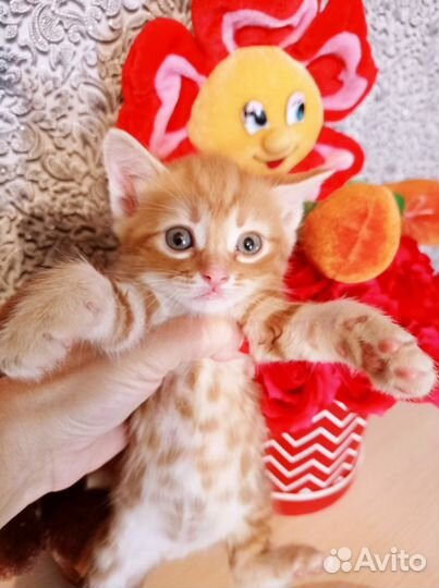 Котята даром