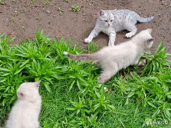 Котята в добрые руки