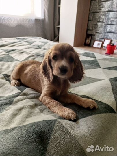 Кокер спаниель