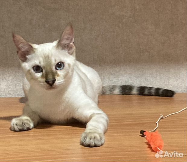 Бенгальский котик с документами