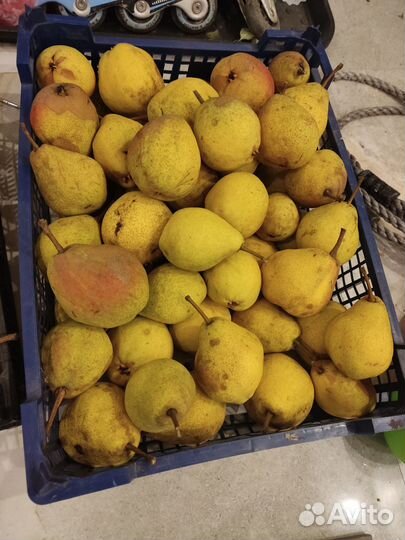 Груша садовая