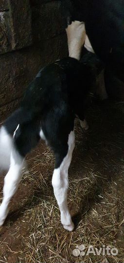 Продам телят