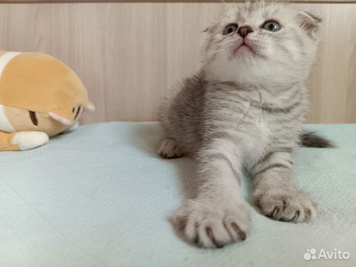 Милые котята