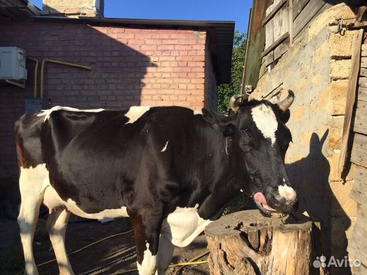 Корова дойная