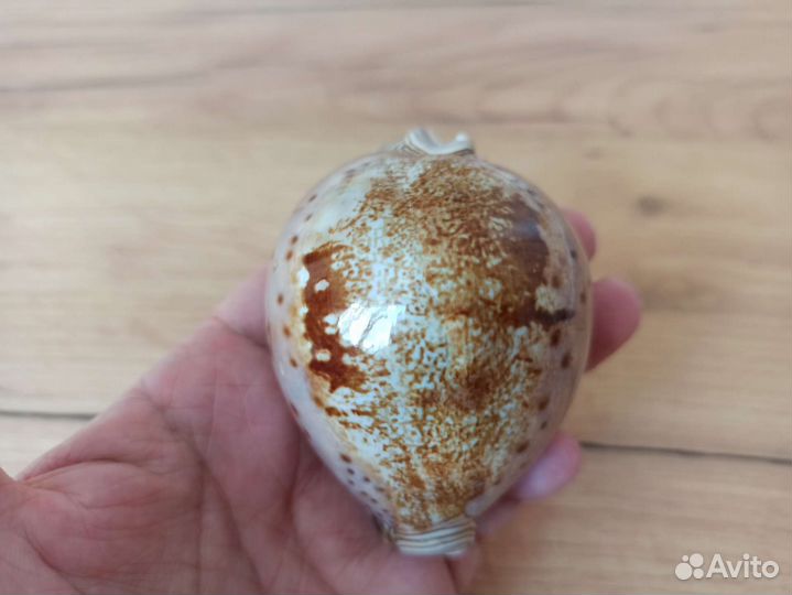 Морская раковина