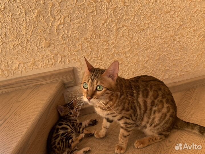 Бенгальские котята