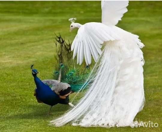 Страусы, павлины, декоративные утки