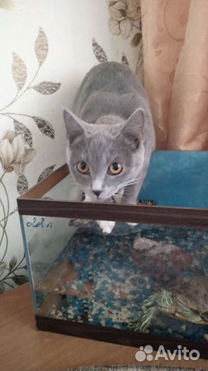 Кошки в добрые руки