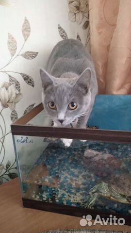 Кошки в добрые руки