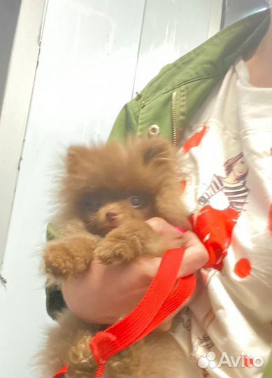 Померанский шпиц мини микро