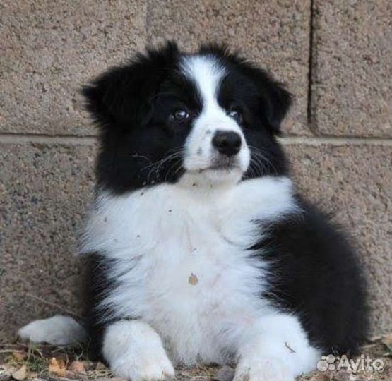 Бордер колли