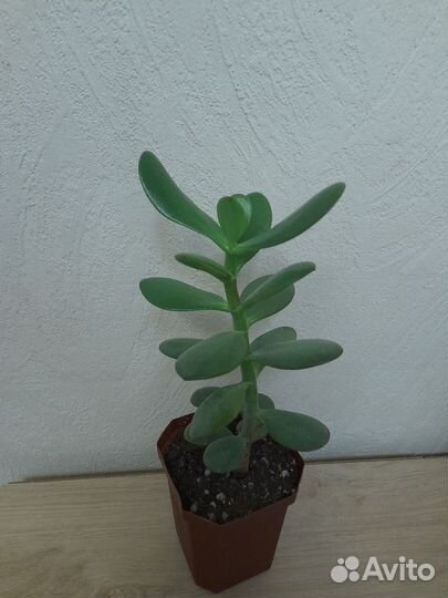 Эхеверия, хавортия