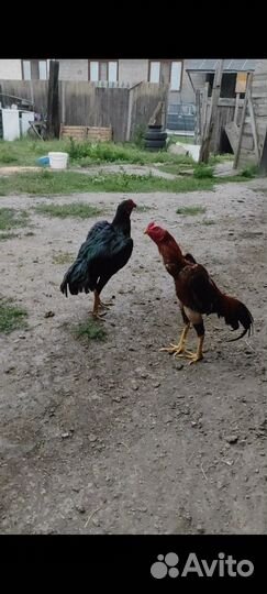 Бойцовский петух