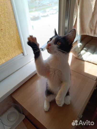 Котенок Марсик, 3 месяца