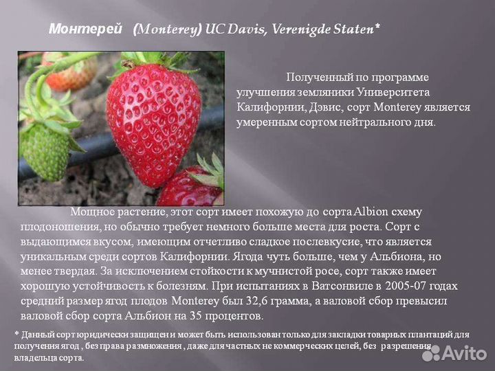 Рассада клубники зкс сорт Монтерей
