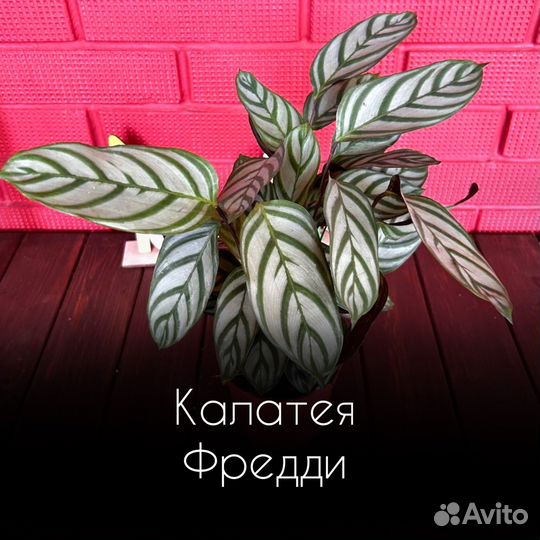Калатея Фредди