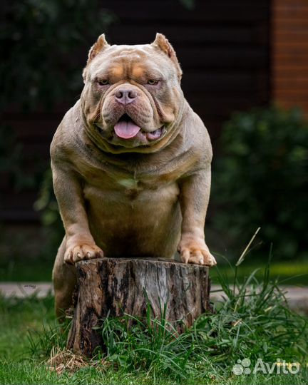 Вязка кобель американский булли
