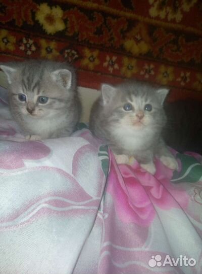 Британцы