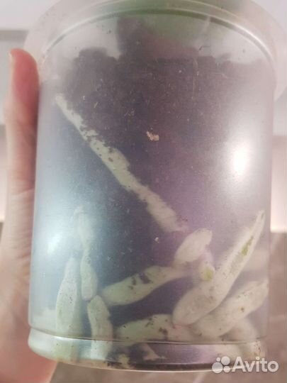 Орхидея фаленопсис