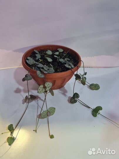 Комнатные растения, эпипремнум Глобал грин