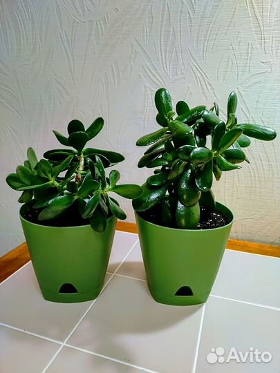 Комнатные домашние растения