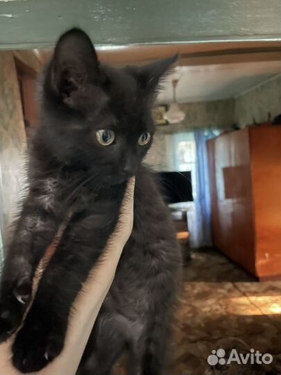 Котик 3 месяца