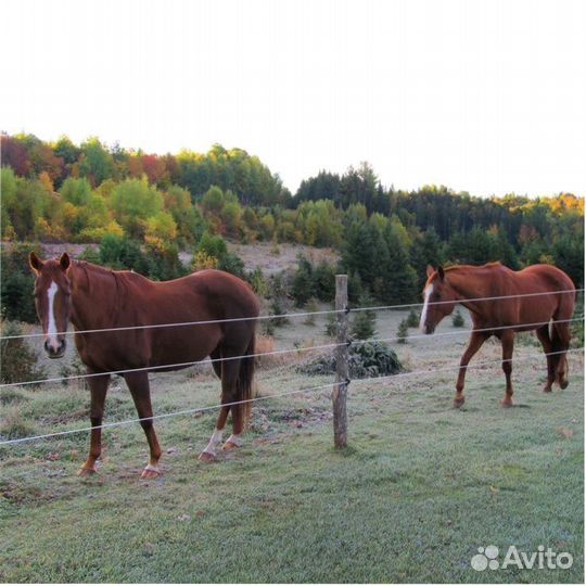 Электропастух с завода для молочных крс