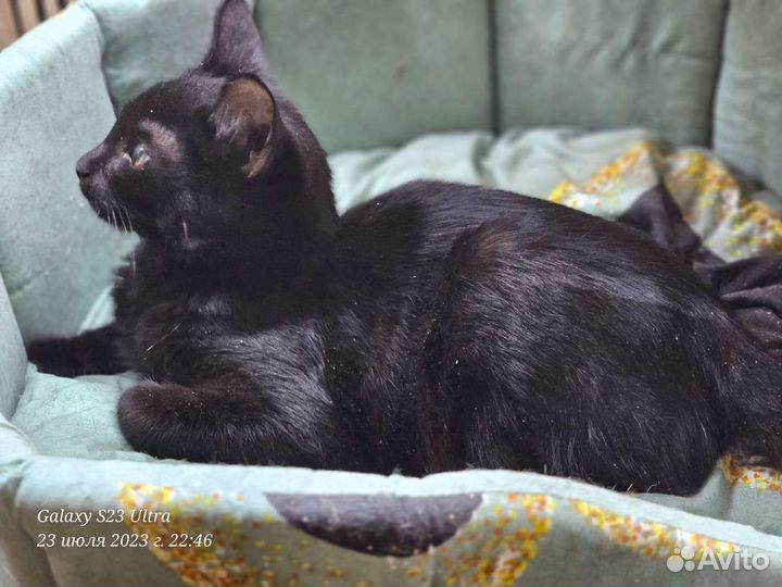 Котята в добрые руки бесплатно