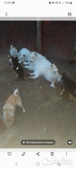 Самоедская лайка в добрые руки