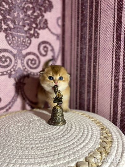 Шотландские фолд и страйт