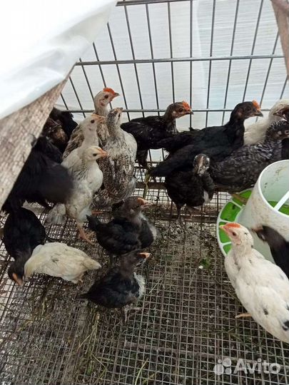 Куры молодки несушки