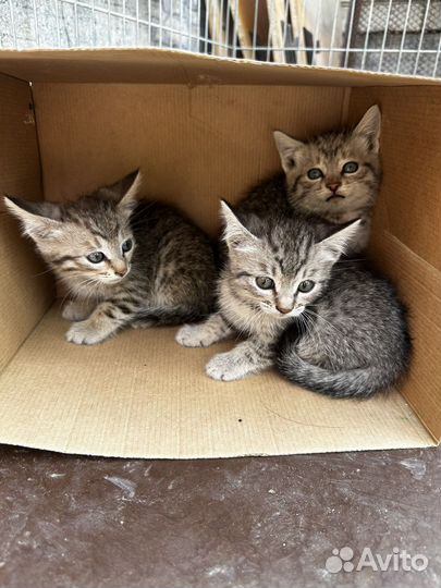 Мурочки ищут дом